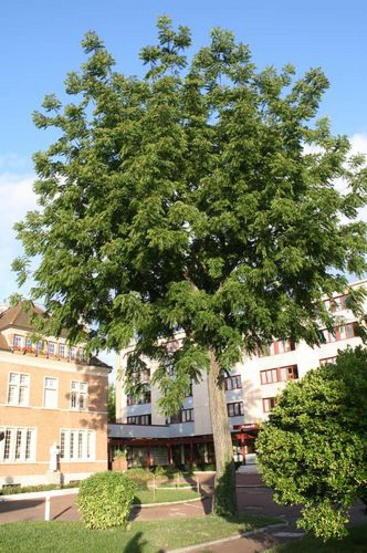 Residence Universitaire Lanteri Fontenay-aux-Roses Exterior foto